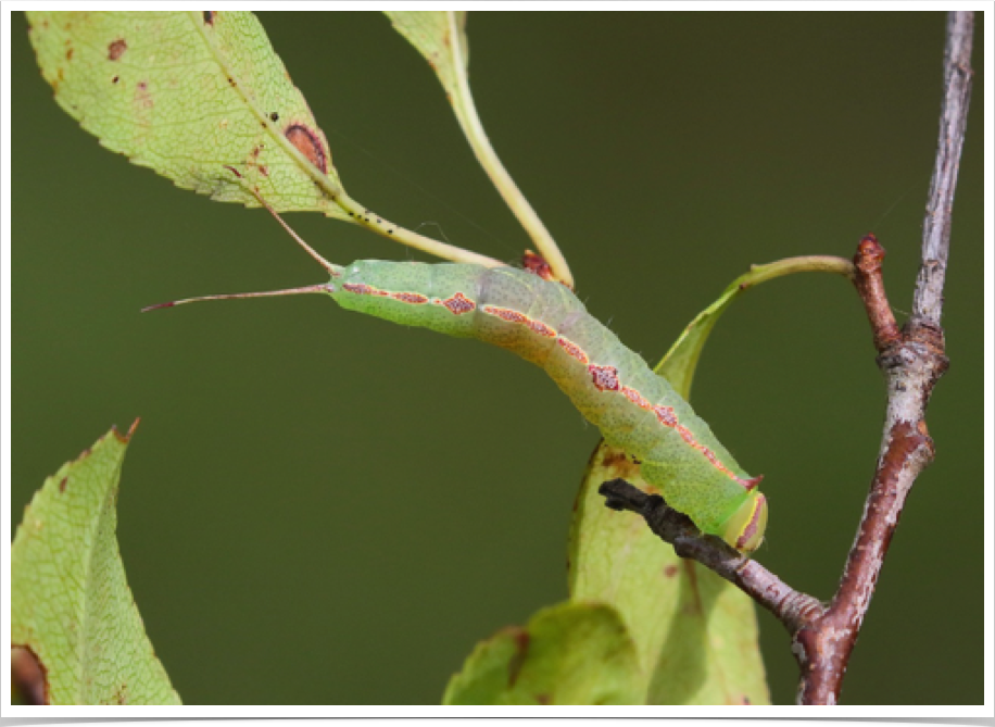 Mottled Prominent
Macrurocampa marthesia
Autauga County, Alabama